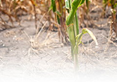 Drought Information
